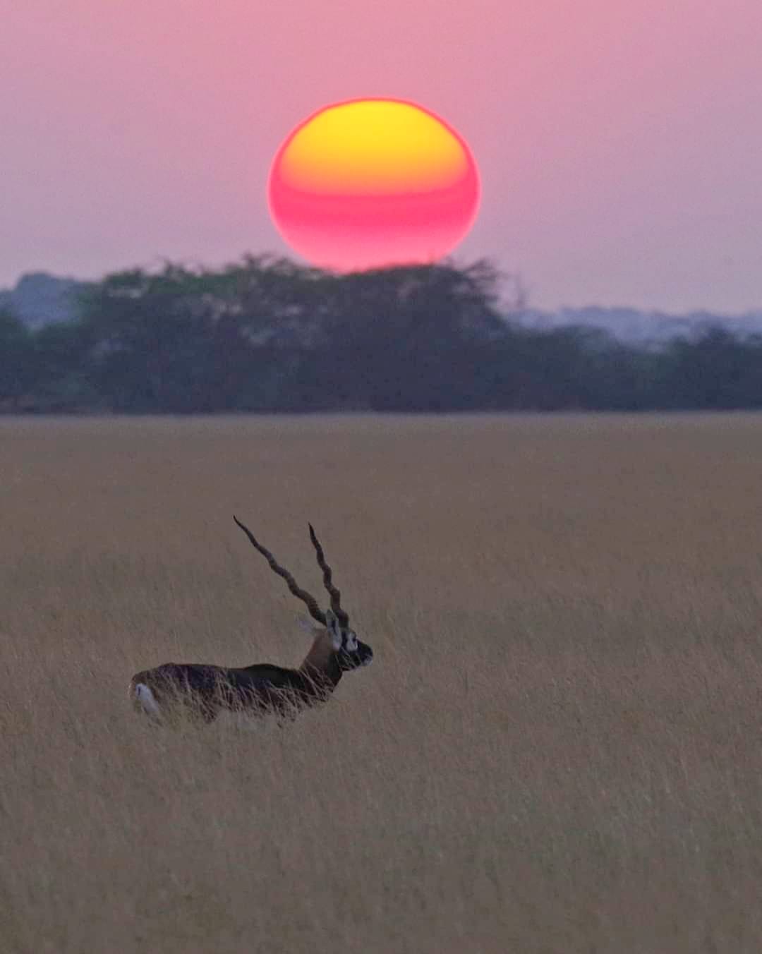 Blackbuck